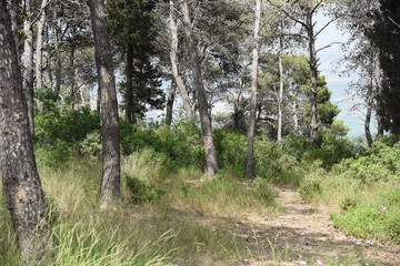 forest trees