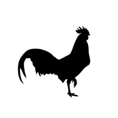 rooster isolated on white background