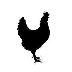 rooster isolated on white background