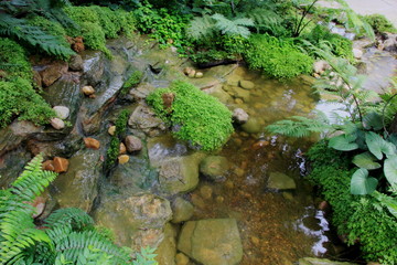 Forest stream with green in the river , Ferns leaves and rocks covered with moss. 