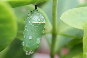 water drops on a green chrysalis