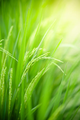 Nature of green leaf rice in garden at summer. Natural green leaves plants using as spring background cover page greenery environment ecology wallpaper