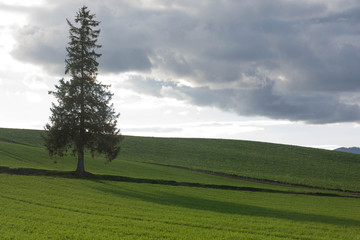 Fototapeta na wymiar 緑の畑の立つマツの木