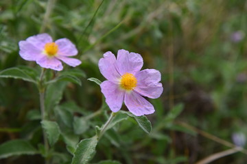 flowers in garden
