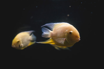 fish in the aquarium