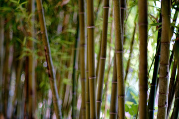 Fototapeta na wymiar Bamboo forest, natural full frame background, daylight, no people
