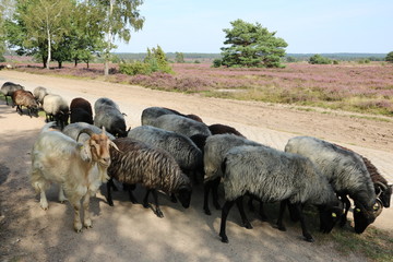 Heidschnucken in der Lüneburger Heide  