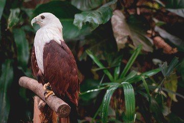eagle