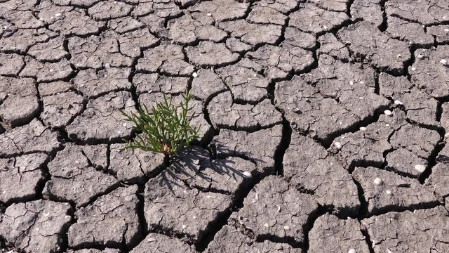 Global warming is causing hot summers and droughts in some regions of Europe in 2019. For example, in Ukraine, in the middle of summer, many ponds dried up. 