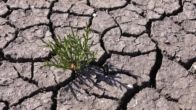 Global warming is causing hot summers and droughts in some regions of Europe in 2019. For example, in Ukraine, in the middle of summer, many ponds dried up. 