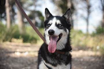 husky in the forest