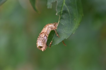 A cicada shell remains clinging to a leaf or branch of a tree.