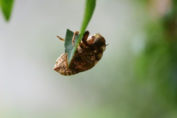 A cicada shell remains clinging to a leaf or branch of a tree.