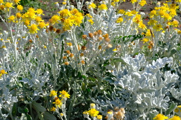  Flowerbed in a city park