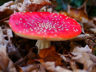 Fliegenpilz im Herbstlaub