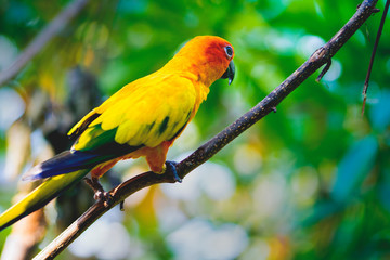 parrot