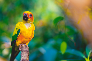 little parrot