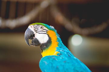 parrot