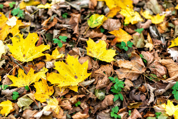 follage in autumn in Europe