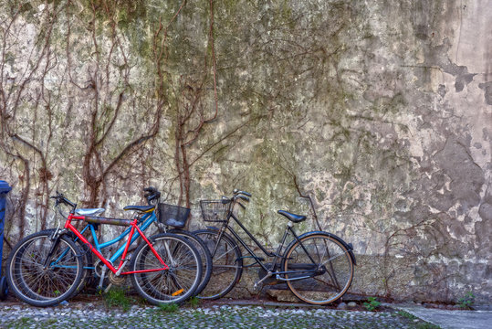 Picture with bicycles against background old wall covered dry ivy
