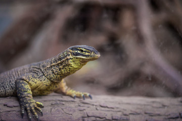 lizard
