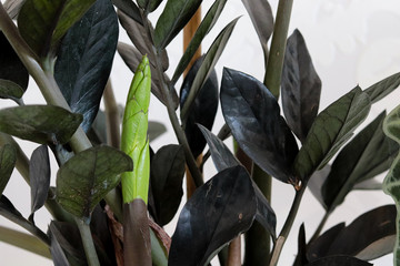 green and black leaves of "Zamioculcas zamiifolia raven black"