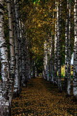 beautiful birch alley on a warm autumn day
