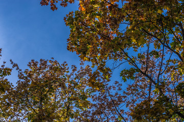 clear blue sky shines through the autumn foliage of trees