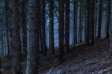 Obraz premium The darkness in the woods