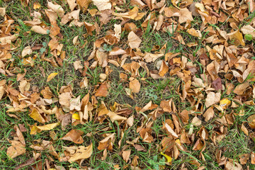 autumn leaves on green grass background