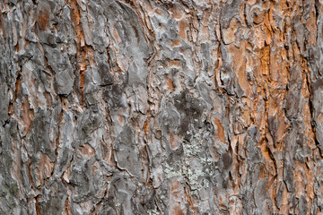 bark of a pine tree