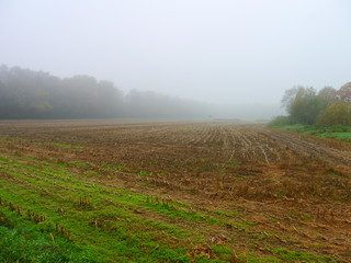  im Herbstnebel