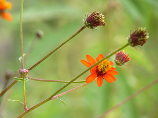 young and olds - Via Nature