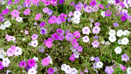  Bright flowers in a city park