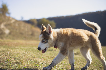 Dog of an incredible breed, walks by nature