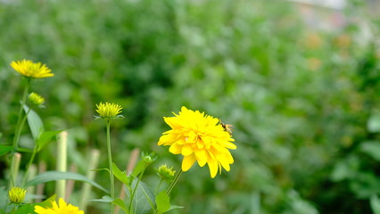  Bright flowers in a city park