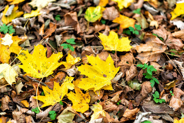follage in autumn in Europe