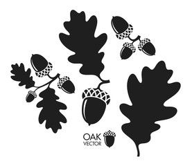 Oak tree. Silhouette. Isolated acorns and leaves on white background © Aleksei_7799