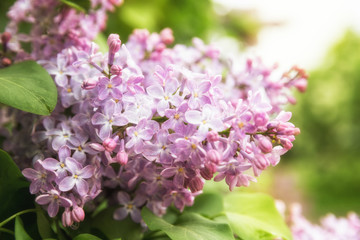 Lilac flowers