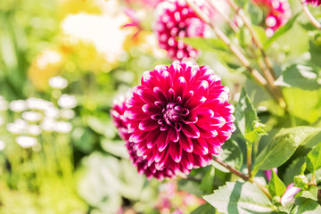 Dahlia flower in garden