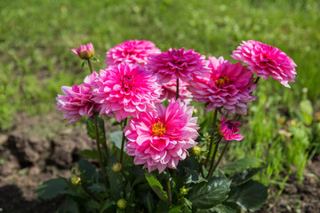 Dahlia flowers