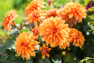 Orange dahlia flowers
