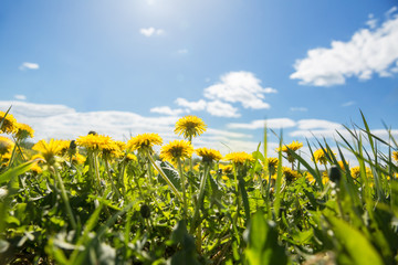 Yellow dandelions in meadow