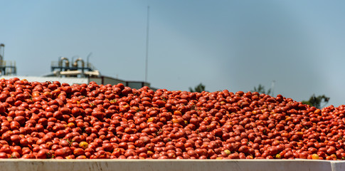 Lots of tomatoes await stored for distribution