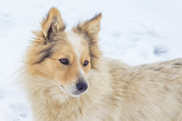 Dog with light wool in winter on snow background_