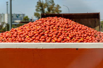 Lots of tomatoes await stored in a containerfor distribution