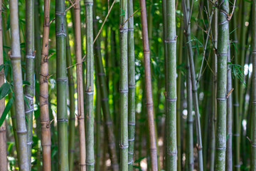 The stalks of bamboo. Green bamboo closeup. The texture of bamboo vegetation.