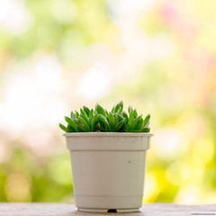 Small tree in pot on table with blur garden background