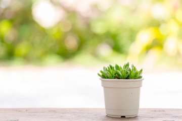 Small tree in pot on table with blur garden background