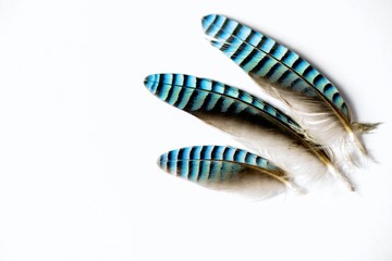 3 jay feathers on white.